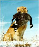 Golden retriever