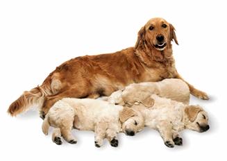 Golden retriever �s k�lykei
