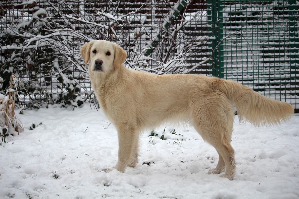 buchstäblich Am Rande Ereignis arany golden retriver ara schön Blick und allein