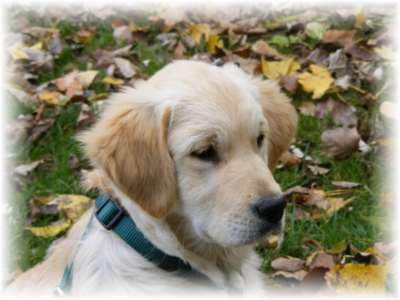 Missy, a 3 hnapos golden retriever